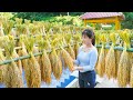 Harvesting Upland Rice And Drying, Preserving Upland Rice - The Farm Off Grid | My Bushcraft