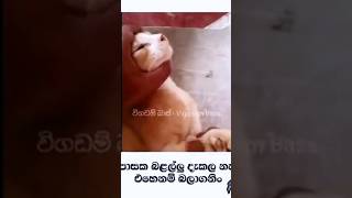 උපාසක බළල්ලු 🤣🖕