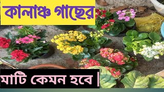 ক্যালাঞ্চ গাছের মাটি কেমন তা দেখে নিন |