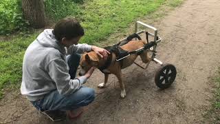 Hunde-Rolli gibt Sandy die Lebensfreude zurück