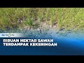 3 Ribu Lebih Hektar Sawah Terdampak Kekeringan Musim Kemarau Panjang