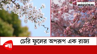 চেরি ফুলের অপরূপ এক রাজ্য | Cherry blossom | Protidiner Bangladesh