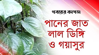 কিশোরগঞ্জে প্রতিমাসে বিক্রি হচ্ছে কোটি টাকার পান