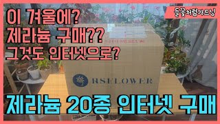 이 추운 겨울에 제라늄 구매? 20 종류를 인터넷 구매 했어요! 리갈제라늄, 아이비제라늄, 조날제라늄, 유럽제라늄, 엔젤제라늄 다양하게~