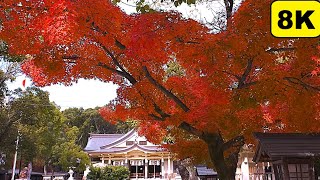 8K 30fps【神戸市中央区/湊川神社の紅葉/2024】12/9(月)