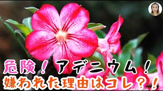 アデニウムの育て方|アデニウムが嫌われた！？致命的な3つの理由！あなたはアデニウム育成に向いていないかもしれません！|花子