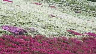 ゆめさき花の名所　芝桜の小道⑬