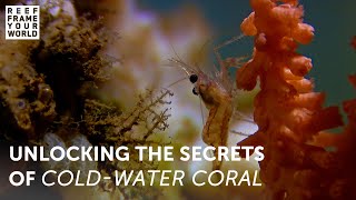 Searching for the Lost Coral of the Deep