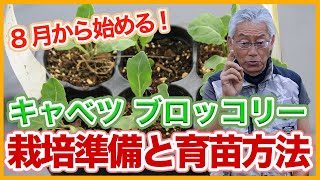 家庭菜園や農園のキャベツやブロッコリーの8月の栽培準備！種蒔きから育苗の秘訣とキャベツやブロッコリーの育て方！【農家直伝】