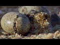 watch how sandgrouses risk their life for their chicks planet earth