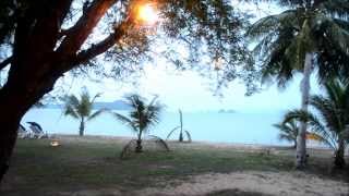 Cicada Tree Cricket | Relentless Sound of Nature in Thailand