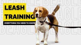 Ultimate Guide to Leash Training your Beagle