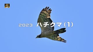 2023 ハチクマ（１）営巣中【4ｋ】／山岳詩＿NikonＺ9