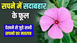 Sapne me Sadabahar ke Phool dekhna ||Sadabahar ke Phool ka Sapna dekhna Kisa hota hai