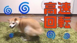 高速回転で自分の尻尾を追う柴犬🌀