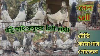 টেডি কামাগার কবুতরের দূরন্ত কালেকশন সেল/ teddy kamagar Pigeon loft visit for sell#sale @Theskybirds