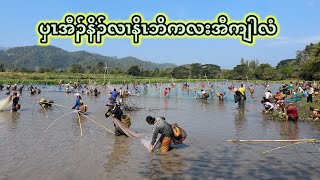 ပှၤအီၣ်နိၣ်လၢနိၤဘိကလးအီကျါလံ