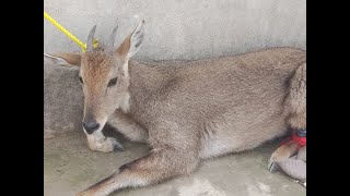 Grey Goral- Rescue \u0026 Release || Bhimber Kashmir