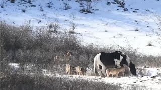 一匹野马遭到5头狼围攻，危机关头，马儿的做法亮了！