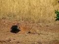 ಹುಲಿ ಮತ್ತು ಕರಡಿ ನಡುವೆ ವಾರ್