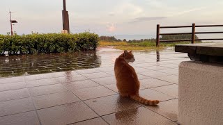 散歩中急な夕立にお喋りな猫ちゃんと小雨になるまで雨宿りした