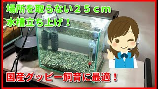 【初心者向け】簡単に25cm水槽立ち上げ！【国産グッピー】