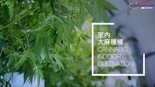 0125【每週華爾街下】大麻界的星巴克-MDCL  史上最完整大麻企業內部即將公開