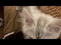 シルバーのメインクーン子猫ニト君