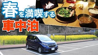 【車中泊】春真っ盛り！春を満喫する車中泊 / 三浦半島【フリードプラス/FREED+】