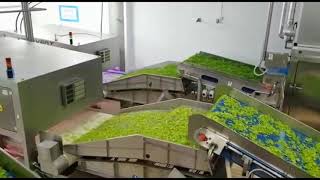 Discovery sorting machine for baby leaves | Raytec Vision