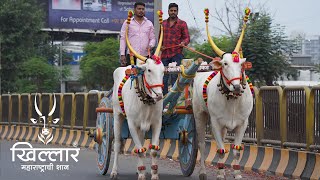 जातिवंत ४ मोठ्या मापाची बैल | श्री गिरीश शेडगे, वाकड पुणे | Khillar Maharashtrachi Shaan 2022