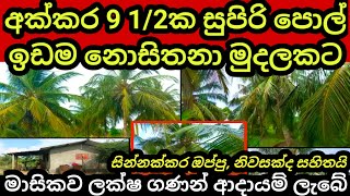 අක්කර 9 1/2 ක පොල් ඉඩම යළි නොලැබෙනා අඩු මුදලකට | Pol idam | Coconut land | Agriculture land | Idam