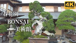 4K 春花園 BONSAI 美術館 ‐Shunkaen Bonsai Musium‐（Nov.2020）