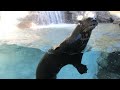 Playfull Giant Otters - Los Angeles Zoo 2019