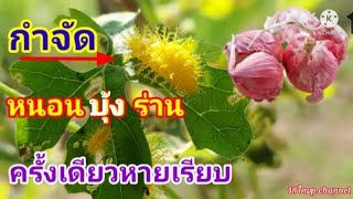 กำจัด หนอน บุ้ง ร่าน ใช้ครั้งเดียวหายเรียบ สุดจัด ปลอดสารพิษ