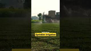 sprinkler irrigation system #agrihindustan #agriculture #sprinklersystem #ytshorts #shorts #soil