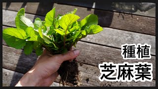 種植 芝麻葉