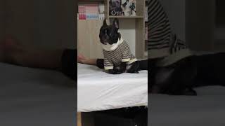 謎のステップから股間をスリスリし始める犬　#shorts