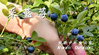 [Nordic Outdoors] Picking up wild blueberry in a typical Swedish forest in summer time! What a relax