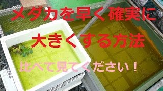 メダカを早く確実に大きくする方法！！２方法の違いを比較して見てください　一目瞭然です。楊貴妃　3色めだか