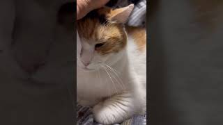 【三毛猫】ものすごく美人になったミケ