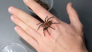 KARMIENIE PTASZNIKÓW Z MOJEJ HODOWLI! |ARACHNOHOBBIA|