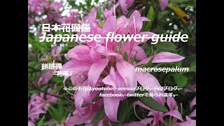 奇麗？！Beautiful? !!   黐躑躅(もちつつじ)Rhododendron macrosepalum／花車   季節の花　日本花図鑑　Japanese flower guide