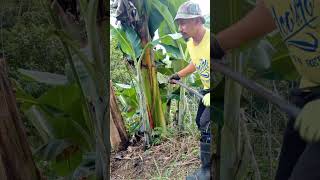 #banana planting (target 1M steem)#survival