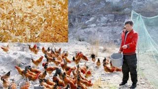 黄粉虫高产养殖技术：养鸡养鸭养鱼养蛙 黄鳝 泥鳅等最佳饲料