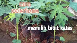 CARA SEDERHANA MEMILIH BIBIT KATES