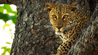 A Leopard Risks Her Life to Steal Food