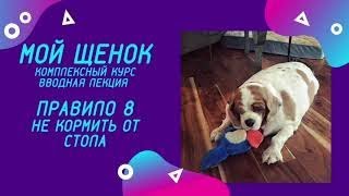 Почему нельзя кормить собаку от стола?