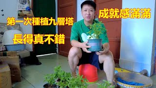 第一次在陽台種植九層塔，長勢喜人，摘來和雞蛋一起炒真好吃，成就感滿滿【我是杰少】