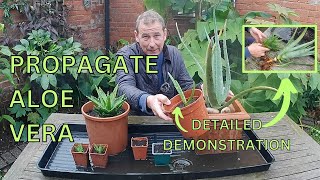 Propagate Aloe Vera (Propagate Mitre Aloe)